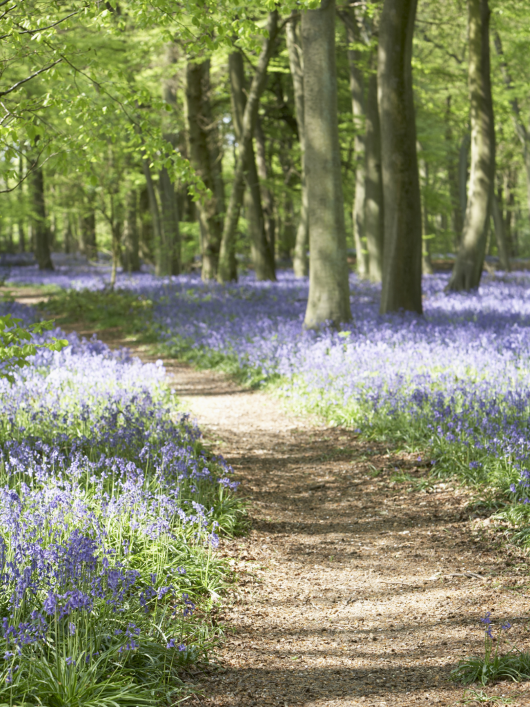 Bluebells in woods